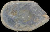 Fossil Horsetail (Annularia) Fossil (Pos/Neg) - Mazon Creek #72423-1